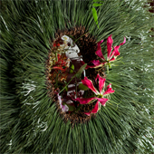 werkstatt floral horn petra konrad floristmeisterin